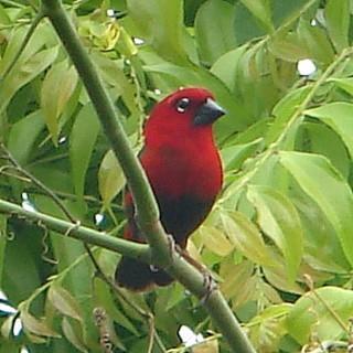 RBL Sierra Leone Itinerary 10 incredibly beautiful Emerald Starling (an Upper Guinea endemic), Compact Weaver, the lovely Crimson Seedcracker (an Upper Guinea endemic), Dybowski s Twinspot and Togo