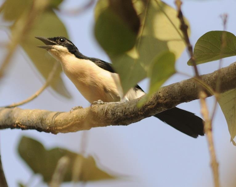 RBL Sierra Leone Itinerary 4 special and localized bird species including an important breeding population of the scarce and highly localized White-necked Rockfowl.