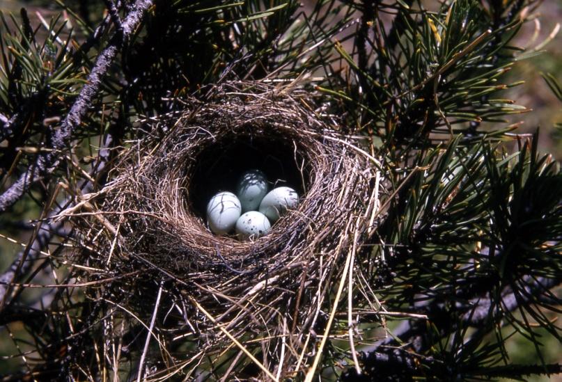 Chipping Sparrow Chipping Sparrow Nest: in trees &