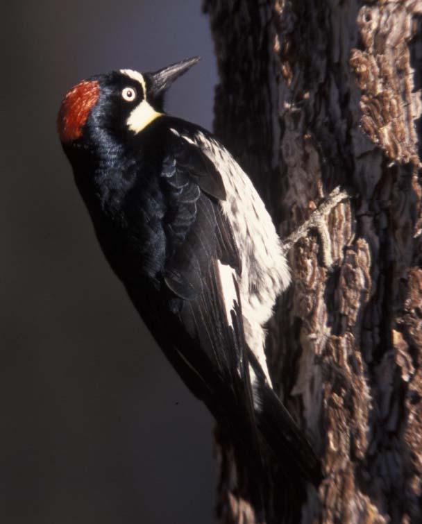 Acorn Woodpecker Year-round resident Habitat: oak