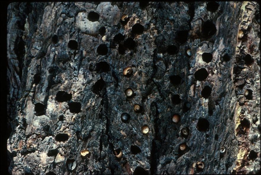 acorns stored in granaries Nest: excavate nest holes