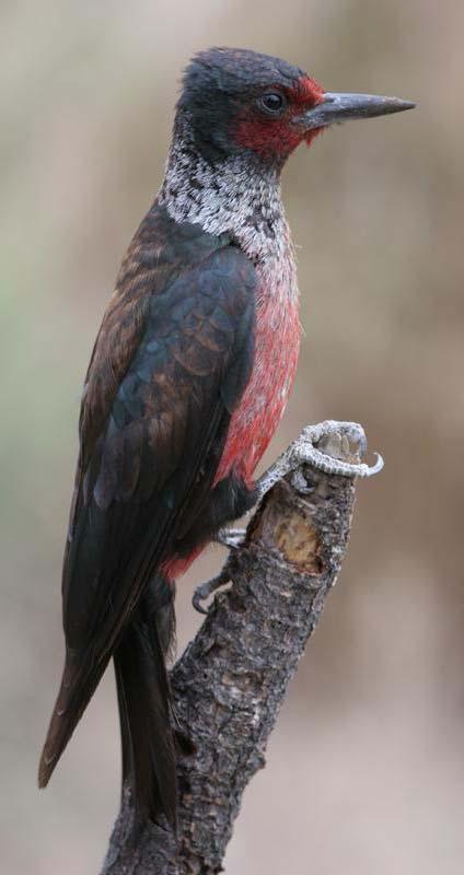 Lewis s Woodpecker Year-round resident Habitat: open woodlands (oak, ponderosa pine,