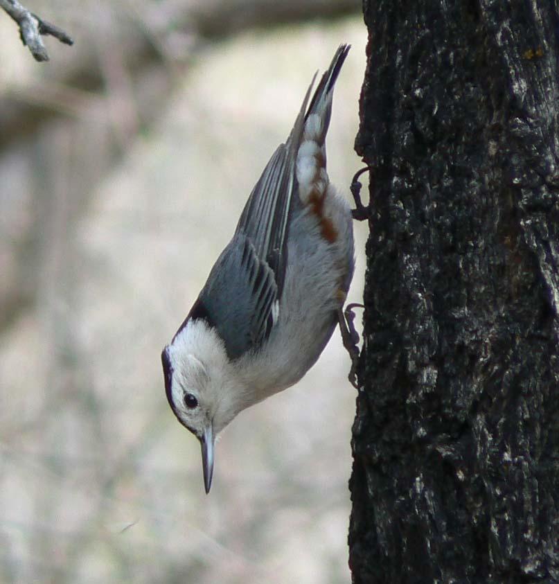 White-breasted Nuthatch Slender-billed Nuthatch Year-round resident Habitat: semi-open oak woodlands,