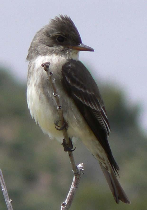Olive-sided Flycatcher Migrate: