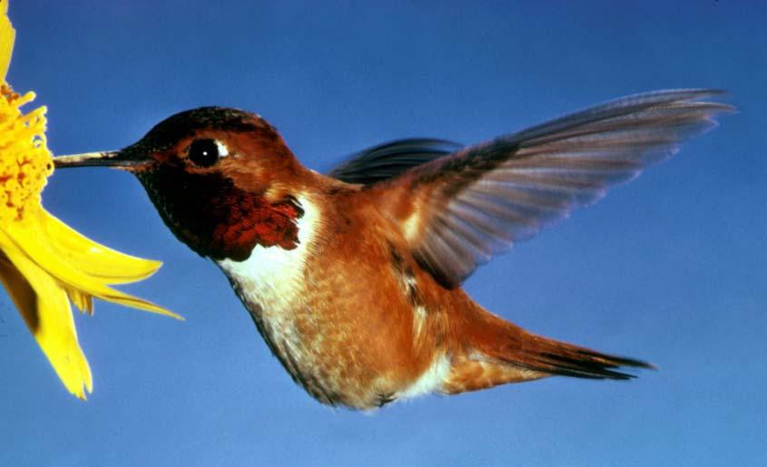 Rufous Hummingbird Migrate: winters