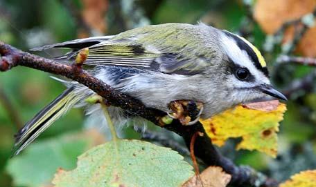 Golden-crowned Kinglet Year-round resident USFWS Habitat: coniferous forests with