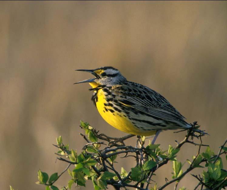 Western Meadowlark Year-round resident Habitat: