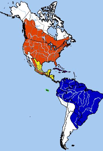Common Nighthawk Migrate: winters in South America Breeding