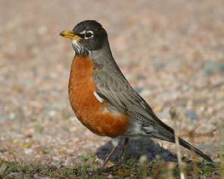 American Robin actually spends the winter in much of its breeding range.