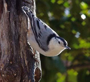White-breasted Nuthatch Regional Rank #9 Seen at 64% of feeders Average flock size = 1.5 Continental Rank #10 H.