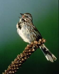 Regional Rank #20 Seen at 27% of feeders Average flock size = 1.6 Continental Rank #17 Song Sparrow L.