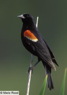 Red-winged Blackbird Regional Rank #17 Seen at 36% of feeders Average flock size = 3.6 Continental Rank #21 M.