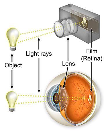 The retina is a light-sensitive layer at the back of the eye.