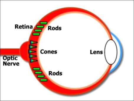 the 6 to 7 million cones can be divided into "red" cones (64%), "green" cones (32%), and "blue" cones (2%). They provide the eye's color sensitivity.