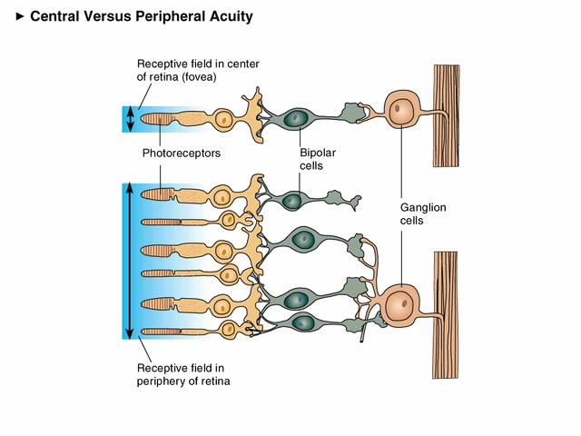 Ganglion cell receptive fields Ganglion cells in the retinal periphery receive input