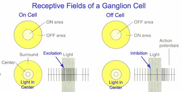 The receptive fields of ganglion cells are circular with a center field and a surround field On-Cell Light placed in center ring increases firing rate Light placed on surround decreases firing rate