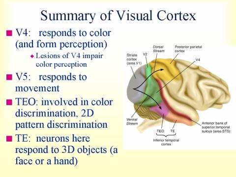 Summary of Visual Cortex V1 general scanning V2 stereo scanning V3 depth & distance Where (dorsal-post.