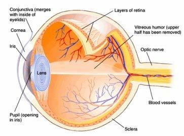 Retina Light passed through the pupil and is focused by the lens onto the retina at the back of the eye The retina consists of three layers of cells Ganglion cell layer Bipolar