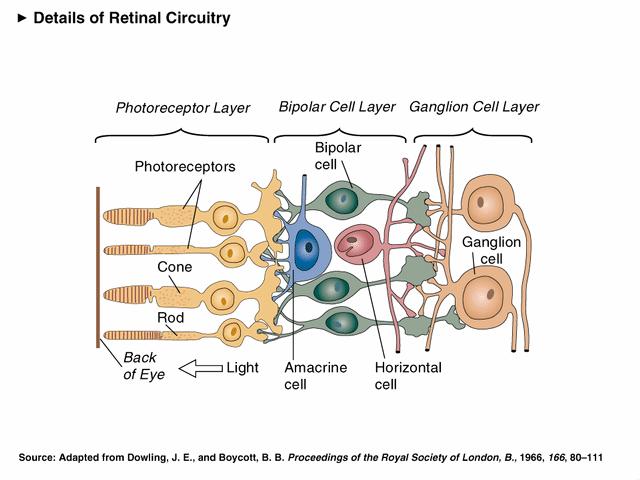 Light needs to pass through the outer two layers of the retina in order to reach the photoreceptor layer The ganglion cells axons give rise to