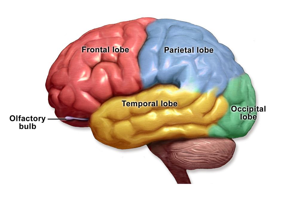 brain can be classified into four lobes. The visual processing centre is located in the occipital lobe. See figure 1.4 for illustration.