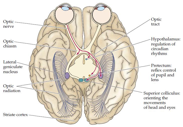 4: The neural pathway from eyes to the occipital lobe. Due to the posterior location of the occipital lobe, electrodes should be placed to the back of the head when recording VEPs with EEG.