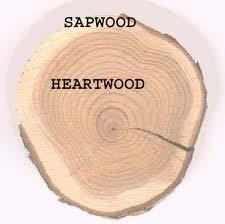 SAP & HEART JUVENILE WOOD-- 15 rings about Sapwood is open.