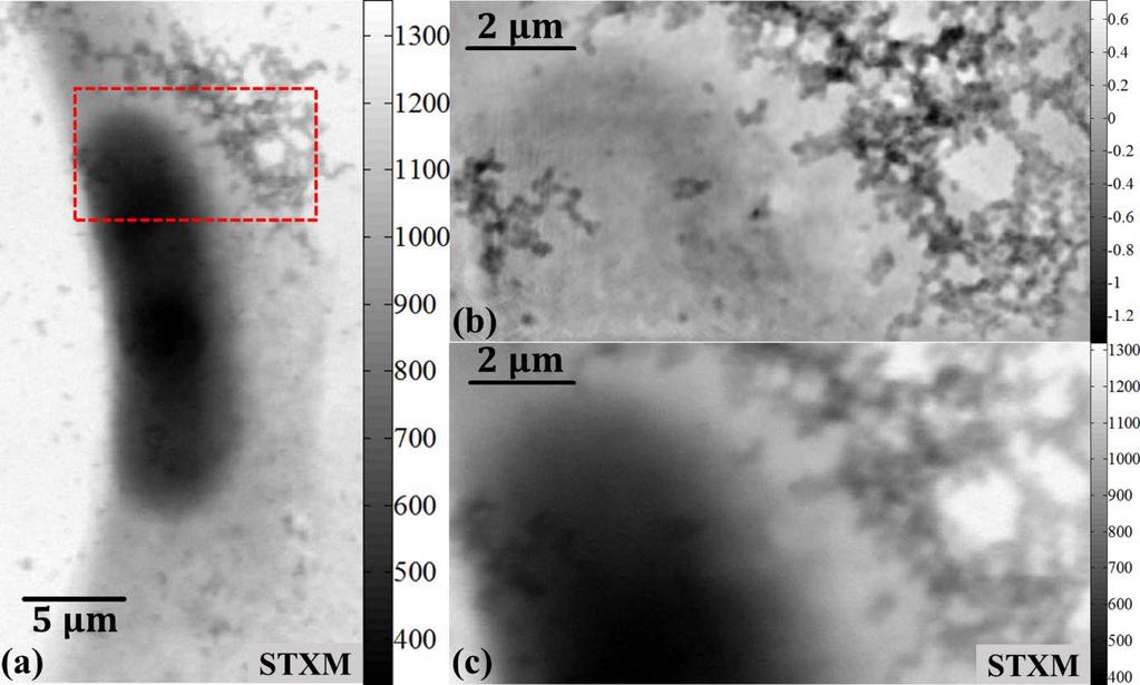 A breast cancer cell stained by ZnSe quantum dots(18.7nm) (a) PSD analysis of ptycho image, giving 12.7nm resolution; (b) PSD of STXM image, giving 75.
