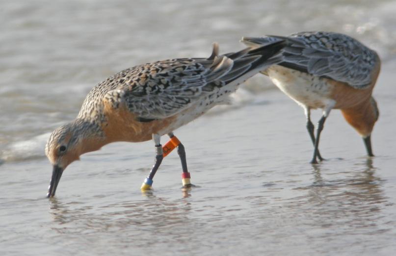 In this issue Events & Reminders... 2 FSA News 3 Patagonian Red Knots make landfall in NE Florida Nesting enhancement for Brown Pelicans Practice safe birding FSD Updates.