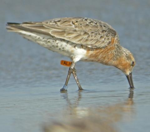 FSA News Report and photos by Pat Leary, Fernandina Beach Patagonian Red Knots make landfall in NE Florida Spring is a critical nesting season for Florida s coastal birds, but it also the period when