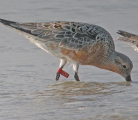 The champion migrants of this group are Red Knots, small shorebirds that depart from Tierra del Fuego and cross the entire Western Hemisphere to their high arctic breeding grounds.