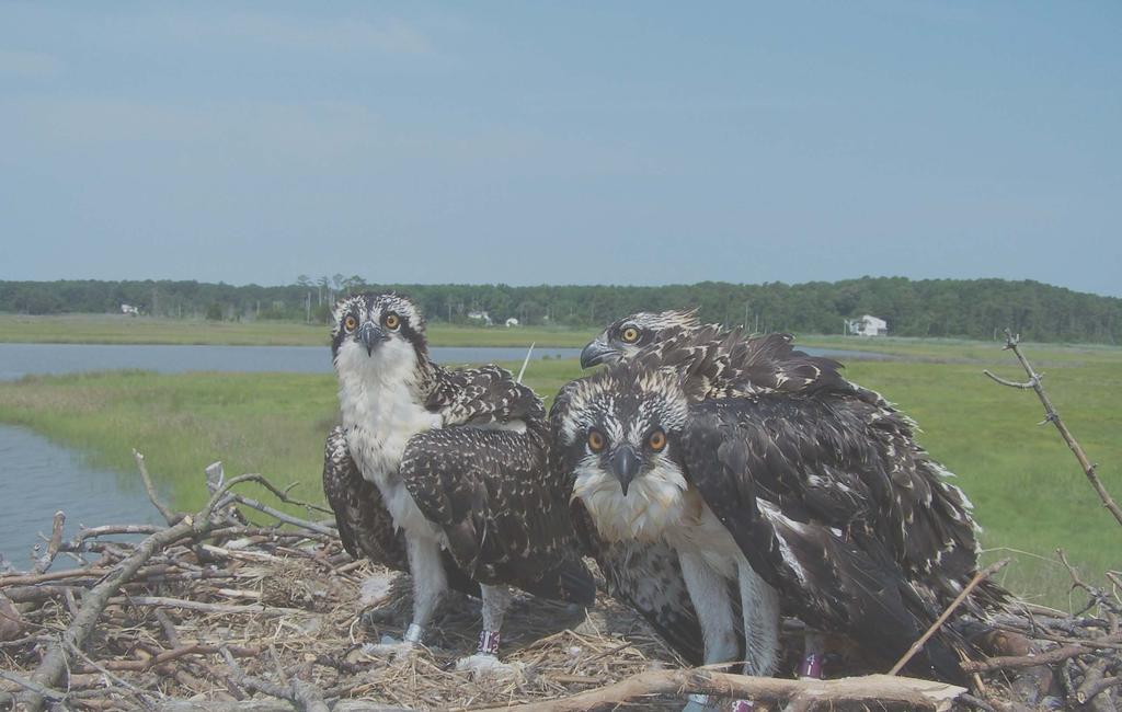 Assessing BASH Risk Potential of Migrating and Breeding Osprey in the Mid-Atlantic