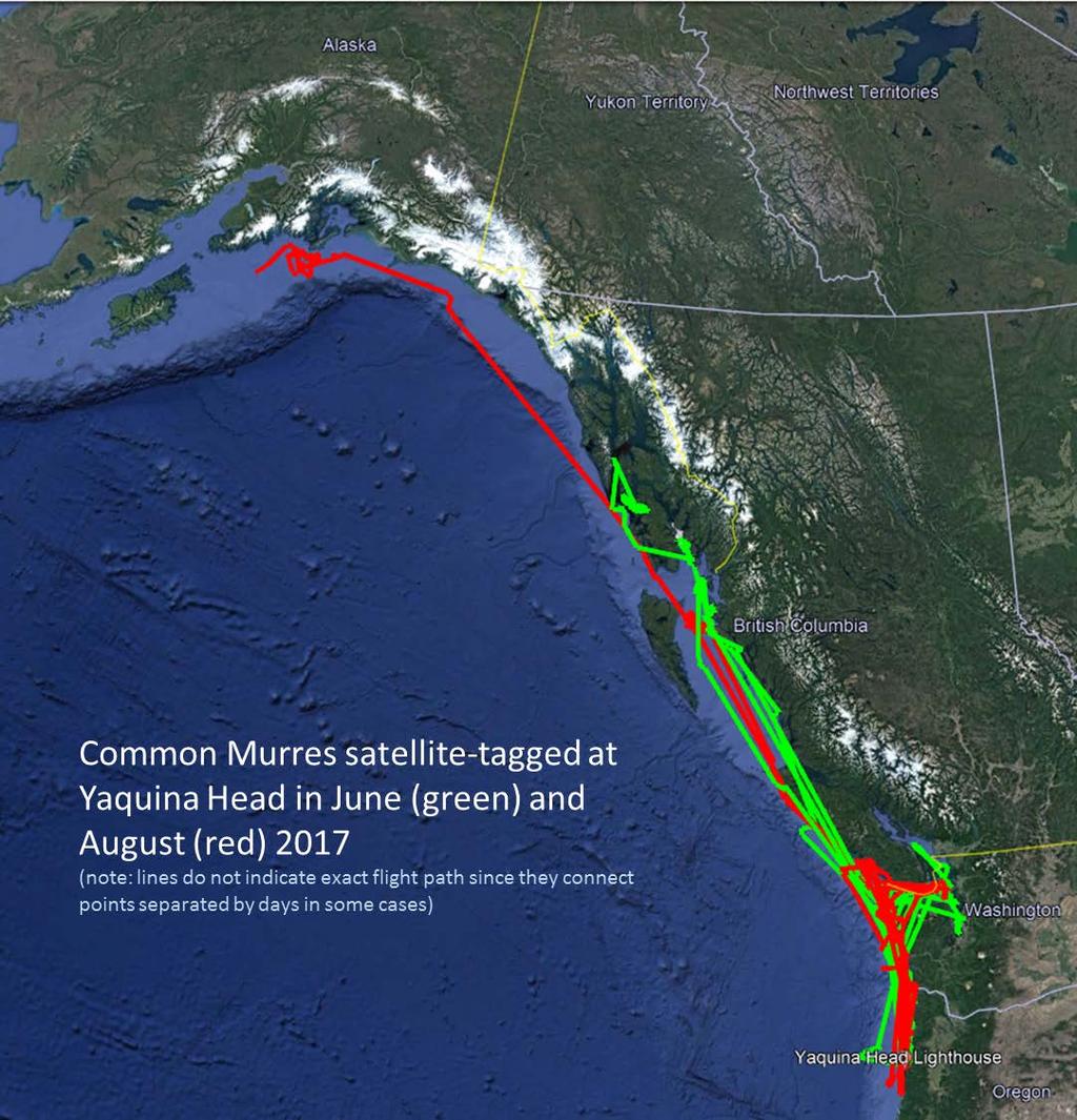 Figure 7. Tracks of Common Murres satellite-tagged at sea off Yaquina Head in June (green lines; n = 3) and August (red lines; n = 6).