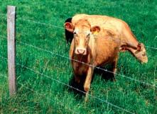 LIVESTOCK FENCING STRENGTHS Low cost Long life span WEAKNESSES Fence design may only suit one type of livestock For post and rail livestock fencing see that section of this catalogue.