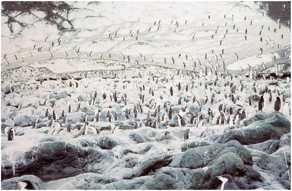 Figure 12. Scene from the Deception Island penguin rookery, 13 January 1974. and, wonderfully, to get paid for doing this.