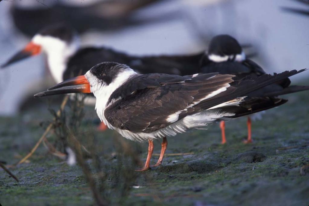 Black Skimmer Year-round Resident Gulf Coast Breeds on Open Sandy/Shelly Beaches and Islands, Usually with Other Colonial Nesting Waterbirds; Forages Nearshore Waters High Concern North American