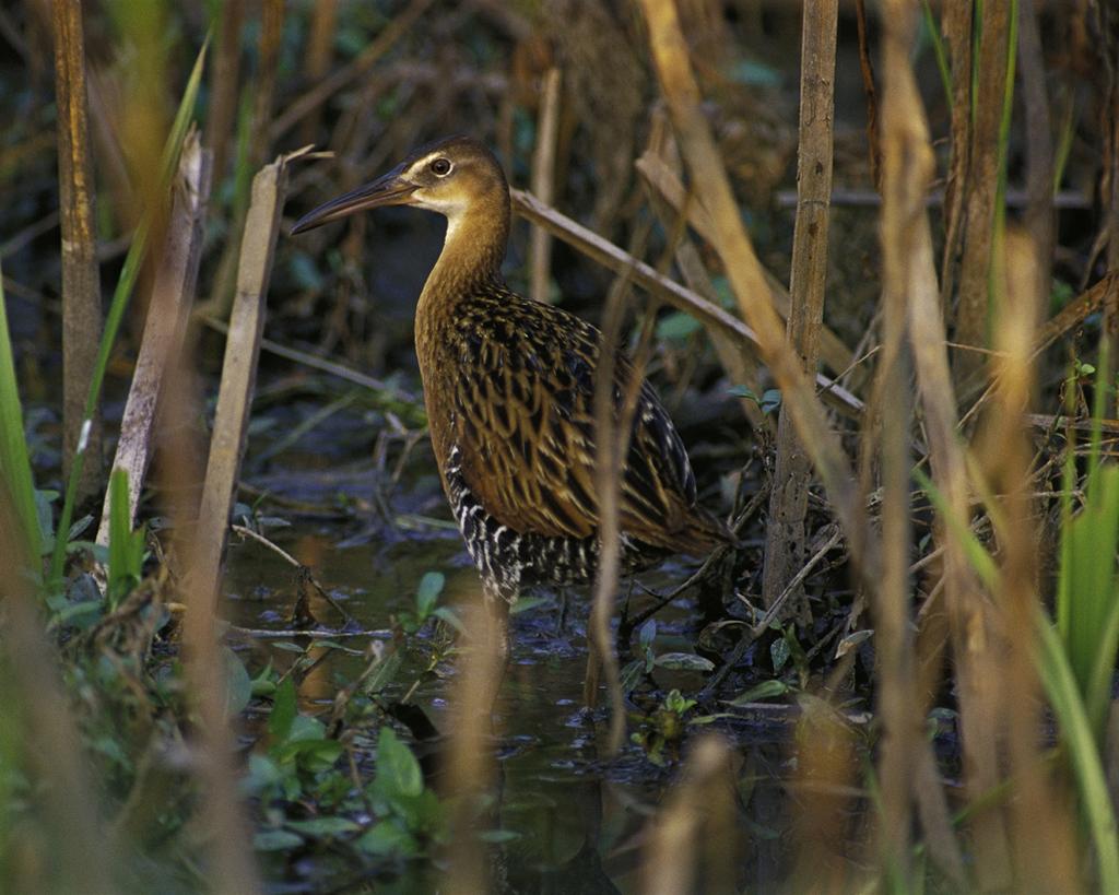 King Rail Year-Round Resident Gulf Coast Uses Fresh to Brackish Marsh for Nesting, Foraging, Roosting High Concern North American Waterbird Conservation Plan Breeding Bird Survey Significant
