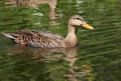 Mottled Duck Year-Round Resident Gulf Coast Nests in High Marsh; Forages in Fresh to Brackish Marsh Breeding Bird Survey Significant Declining Trend Survey-wide and in Coastal Prairies Physiographic