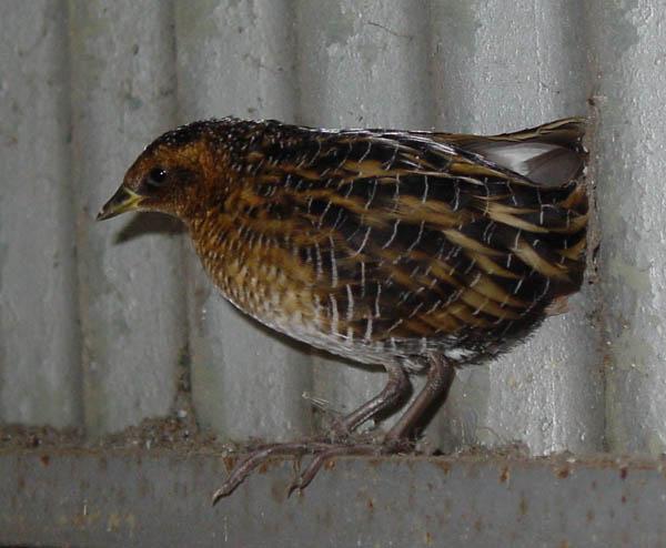 Yellow Rail Winter Resident Gulf Coast Forages and Roosts in Higher Portions of Fresh to Salt Marsh High Concern North American Waterbird Conservation Plan Human-caused Wetland