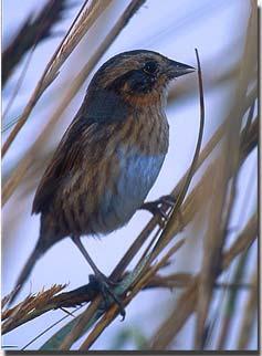 Nelson s Sharp-tailed Sparrow Winter Resident Gulf Coast Forages and Roosts in Salt to Brackish Marshes Breeding Bird Survey