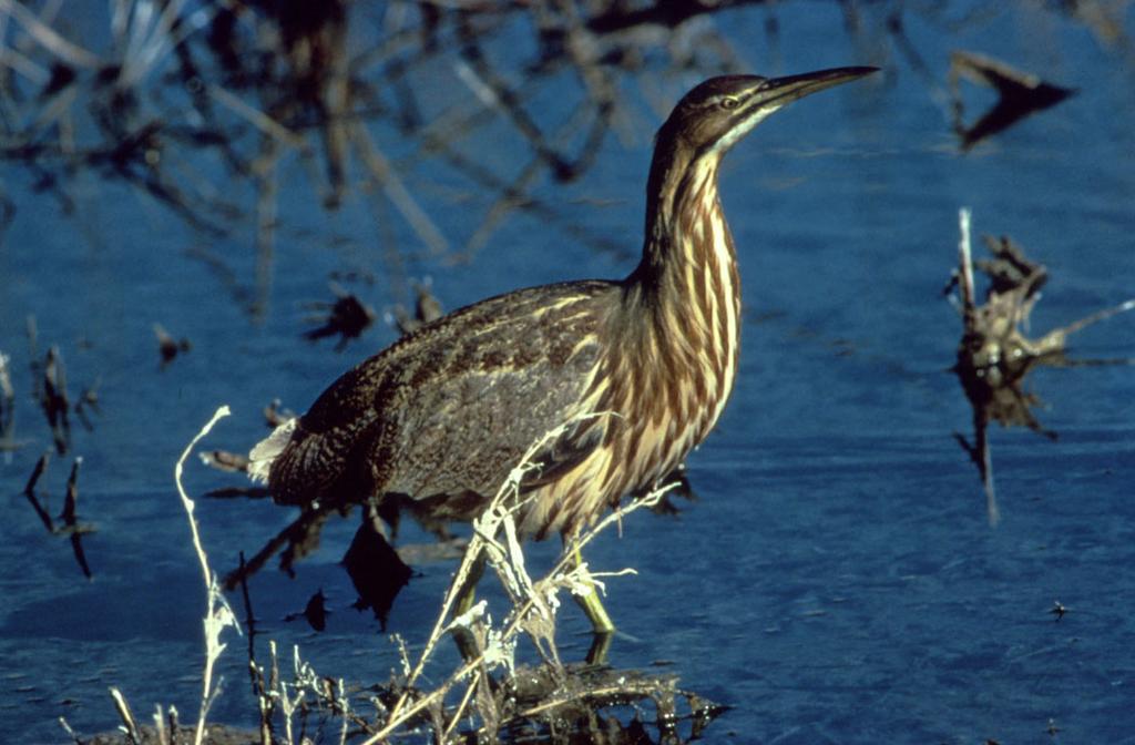 American Bittern Winter Resident (Rare Breeder) Gulf Coast Nests in Freshwater Marshes; Winters in Fresh to Brackish Marshes High Concern North American Waterbird