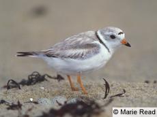 Piping Plover Winter Resident Gulf Coast Forages Intertidal Zone and Overwash Areas; Roosts Above High Tide Line in Dunes Federally Listed Threatened (Atlantic Coast Population); Endangered (Great
