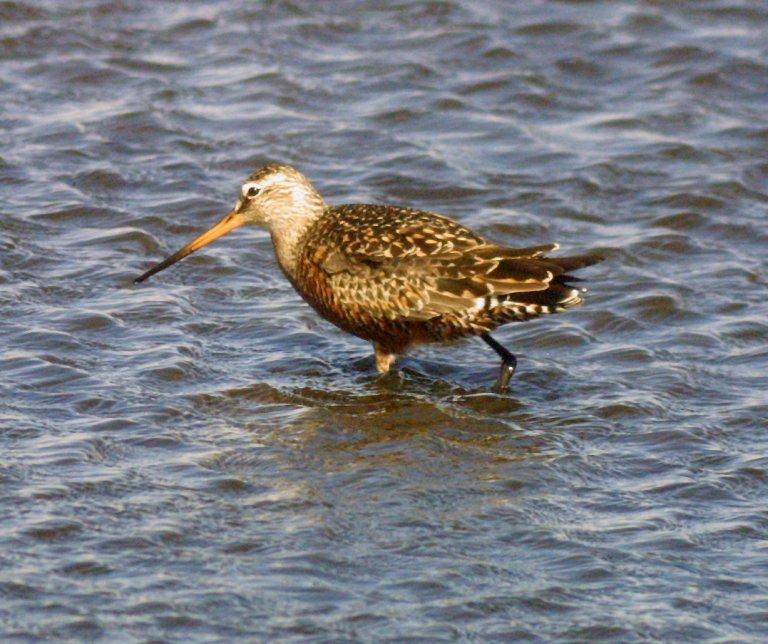 Hudsonian Godwit Transient Through Gulf Coast Forages Tidal Mudflats; Roosts on Sa