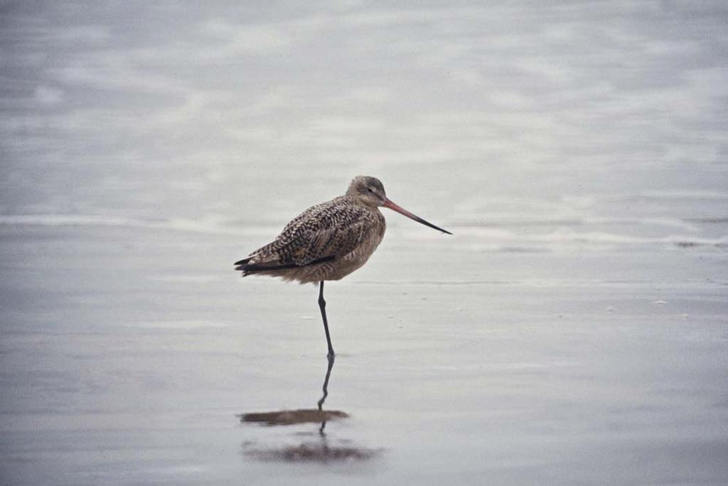 Marbled Godwit Transient and Winter Resident, Gulf Coast Forages Intertidal Mud or Sand Flats High Concern North American Shorebird Conservation Plan Breeding