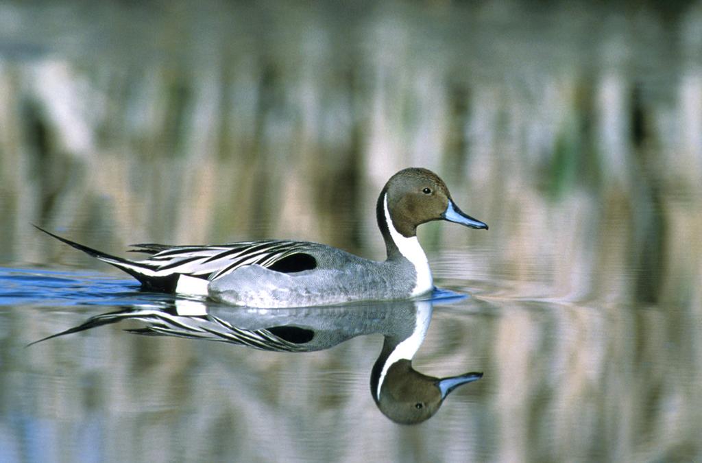 Northern Pintail Transient, Winter Resident Gulf Coast Forages Over Seagrass Beds, Laguna Madre Priority Species Gulf Coast Joint Venture 2005 Waterfowl Population Status Report Abundance Remains