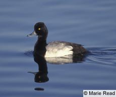 Lesser Scaup Winter Resident Gulf Coast Forages on Rangia Clams, Surf Clams and Other Mollusks Priority Species Gulf Coast Joint Venture 2005 Waterfowl Population Status Report Abundance of Lesser