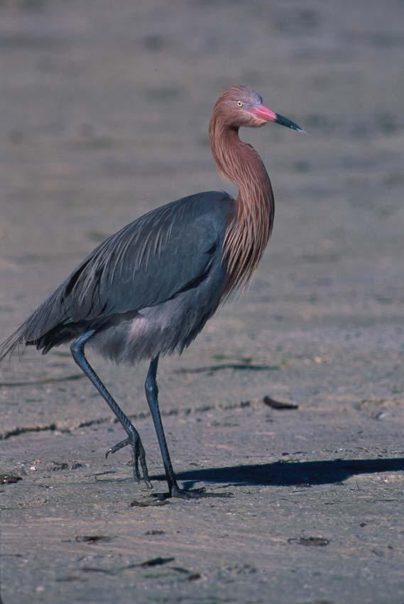 Reddish Egret Year-Round Resident Gulf Coast Nests in Mangroves Moderate Concern North American Waterbird Conservation Plan Texas Laguna Madre and Mid- Coast, South Florida Extremely Important Areas