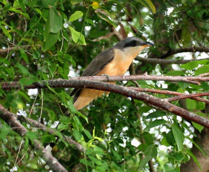 Mangrove Cuckoo Year-round Resident, South Florida Gulf Coast Nests and Forages in Mangroves Limited Breeding Bird Survey Data Suggests Significant