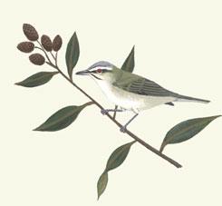 Black-whiskered Vireo Summer Resident South Florida Gulf Coast Nests and Forages in Mangroves Recent Declines in South Florida Possibly Related to