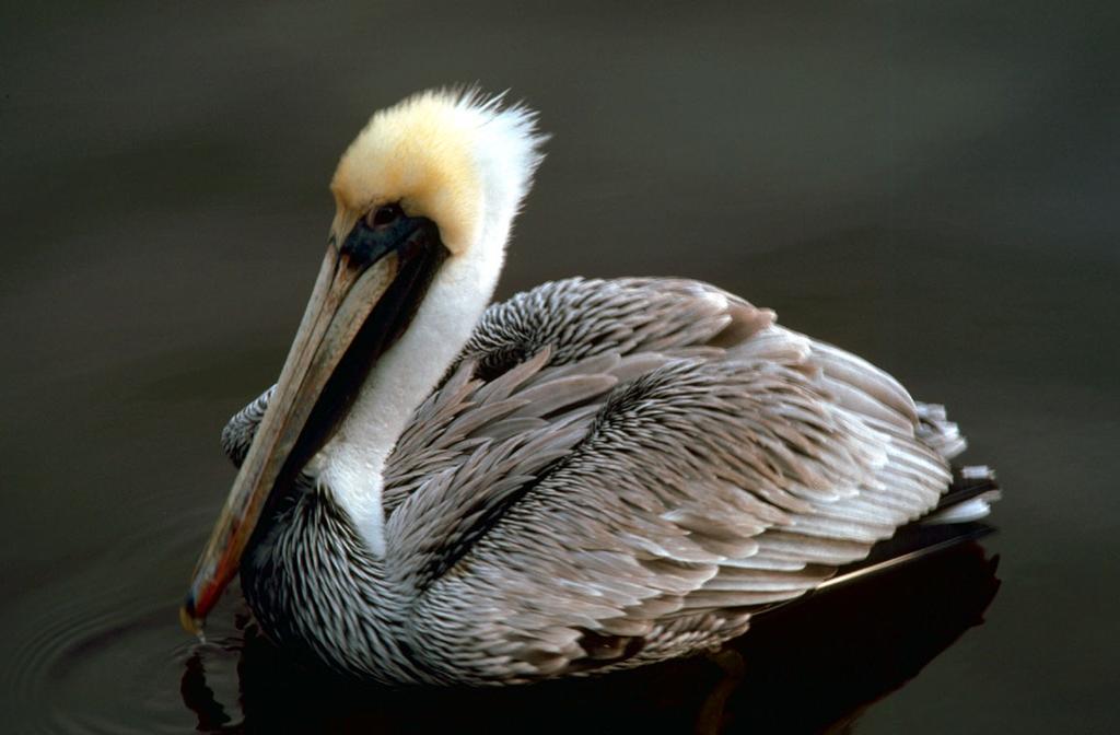 Brown Pelican Year-round Resident, Gulf Coast Nests in Mangroves Moderate Concern North American Waterbird Conservation Plan Federally Listed Endangered Gulf Coast (TX, LA, MS) Proposed for