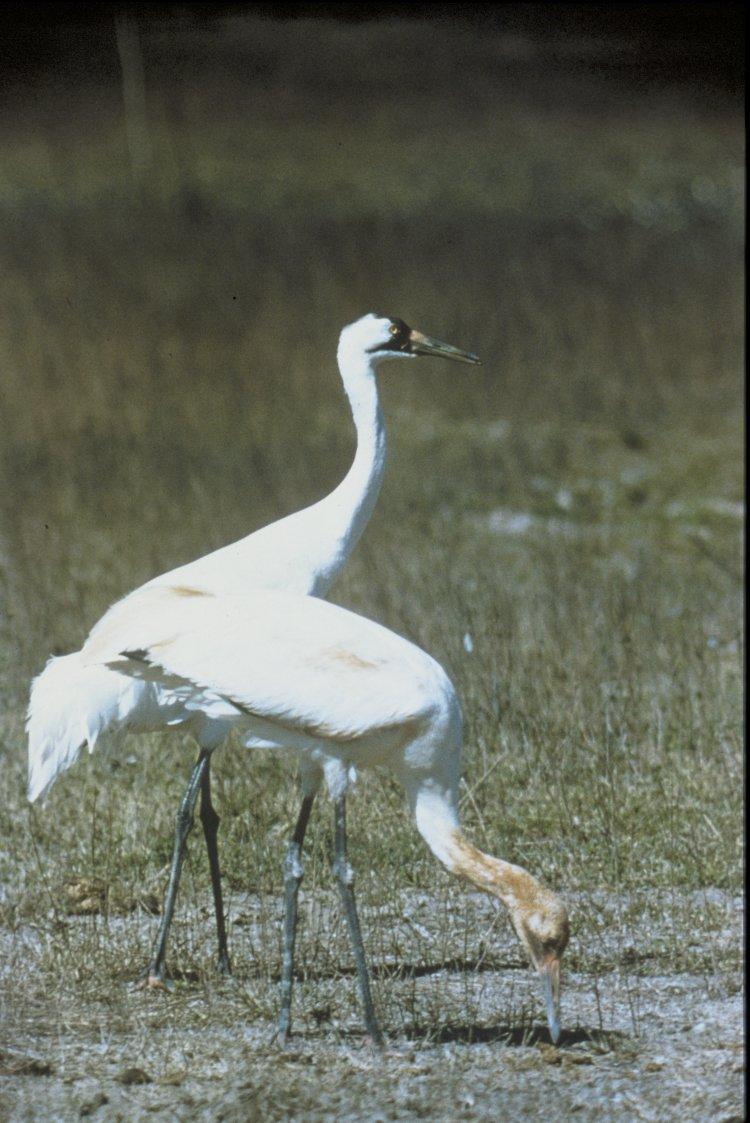 Whooping Crane Winter Resident Texas and Florida Gulf Coast Forages Coastal Grasslands, Especially Flooded or Burned Federally Listed Endangered High Concern North American Waterbird Conservation